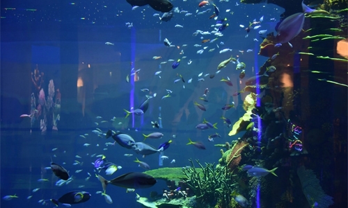 Enjoy experience and learn about marine life at Bahrain Aquarium in Mall of Dilmunia