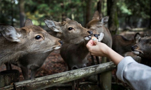 Nine deer dead in Japan after eating plastic: wildlife group