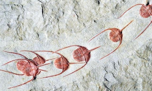 Collective behaviour began half-a-billion years ago, fossils show