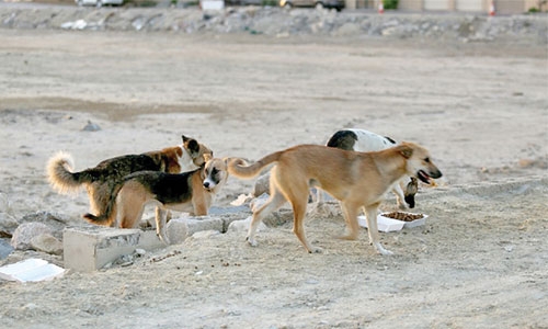 Sitra under stray dog attack : MP warns officials after dogs attack a girl