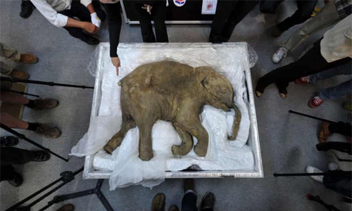 Scientists Say They Could Bring Back Woolly Mammoths. But Maybe They Shouldn't