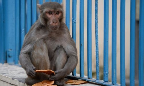 India deploys 'monkey-men' to scare away primates from G20 summit India deploys 'monkey-men' to scare away primates from G20 summit