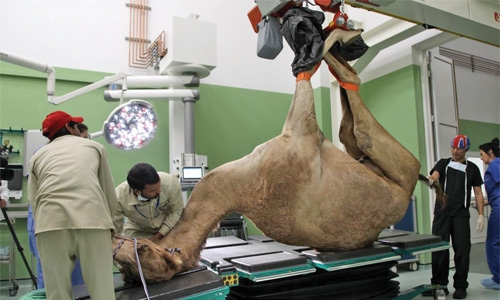 Hospital for camels
