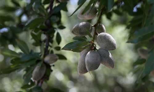 From apples to almonds, India hikes tariffs From apples to almonds, India hikes tariffs