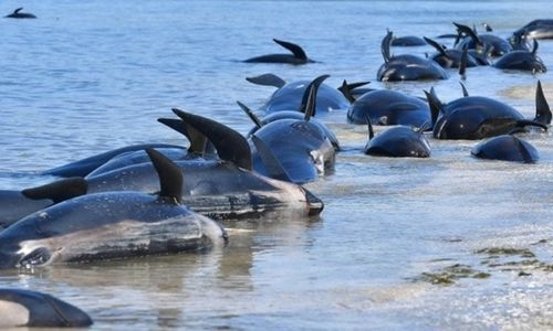 230 Pilot Whales stranded in Australia, 