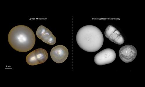 MIT, DANAT establish research collaboration on pearl identification