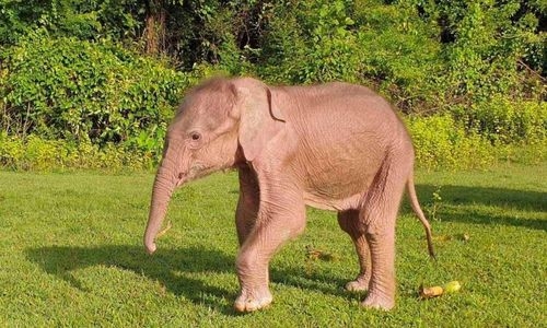 Rare white elephant born in Myanmar