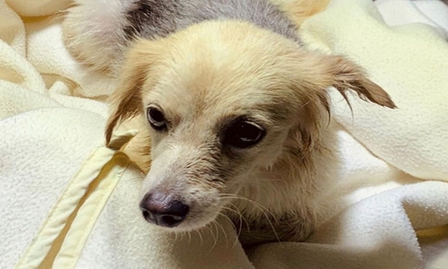 Intruder dog found by animal rescue workers at BIC