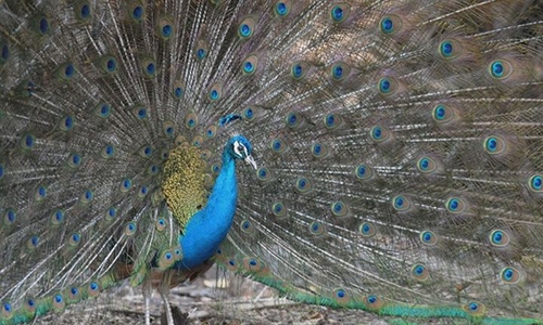 Goa threatens to list India's treasured peacocks as vermin