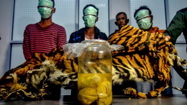 Four tiger foetuses found in Indonesian 'poacher' arrests