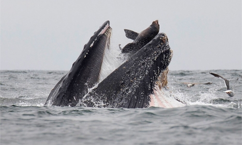 Rare photo captures sea lion falling into mouth of whale Rare photo captures sea lion falling into mouth of whale