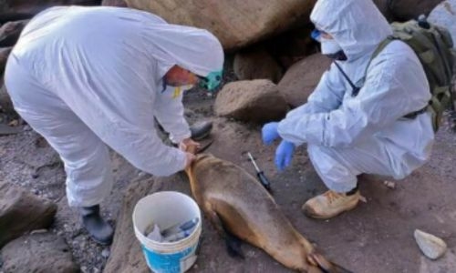 Bird flu kills scores of sea lions in Argentina Bird flu kills scores of sea lions in Argentina