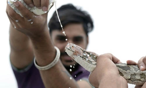 India blesses its snakes as charmers face the venom of modern life
