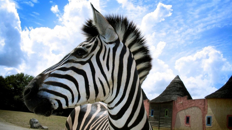 The truth behind why zebras have stripes