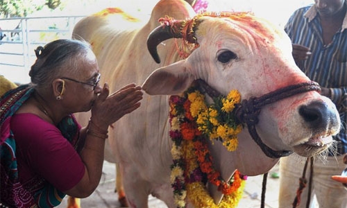 India's meat exporters take hit amid cow protection drive