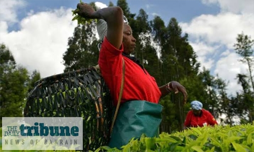 Tea producers turn over a new leaf as prices stumble Tea producers turn over a new leaf as prices stumble