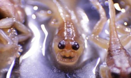Scientists identify new genus of tree frogs
