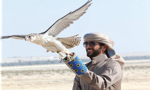 Falconry championship attracts hundreds