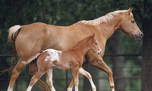 Solve horse breeders’ issues, urges MP