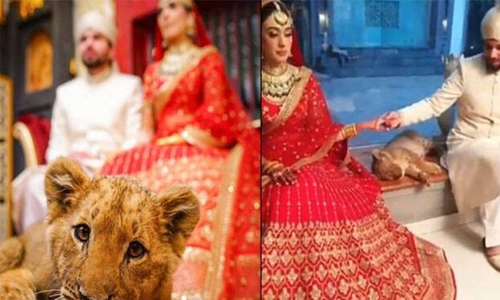Pakistani couple faces backlash for using sedated lion cub in wedding shoot Pakistani couple faces backlash for using sedated lion cub in wedding shoot