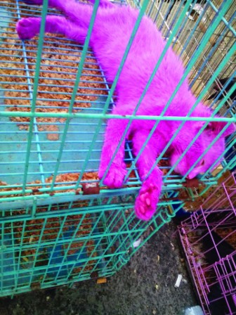 Pink cat incident steps up inspection on pet stalls Pink cat incident steps up inspection on pet stalls