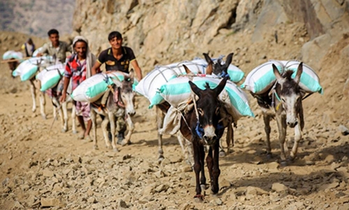 WHO delivers medical aid to Yemen's Taez