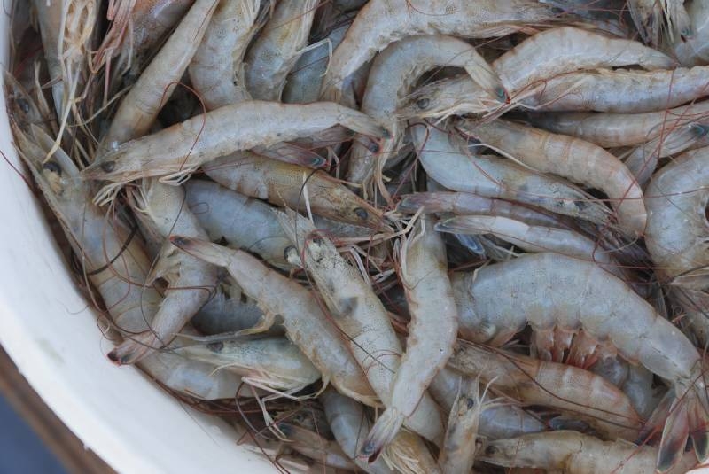 Four Asians face trial for illegal shrimping