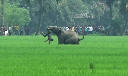 Rogue elephant tramples 15 to death in India, faces culling