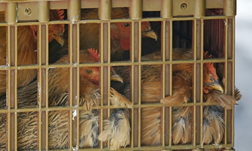 Iraq bans poultry products imported from Italy, Missouri