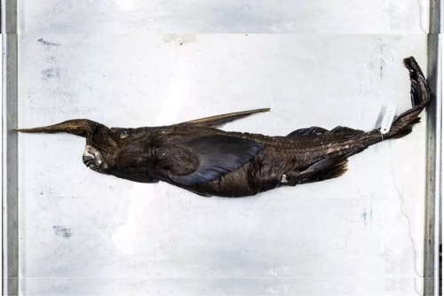 New species of ghost shark may have been found in Costa Rica New species of ghost shark may have been found in Costa Rica