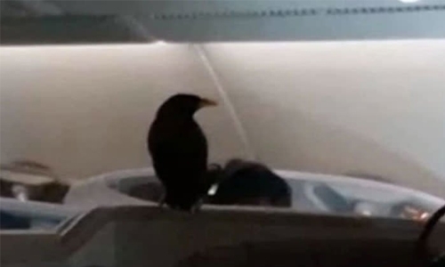 Bird sparks a flap on 12 hr Singapore to London flight