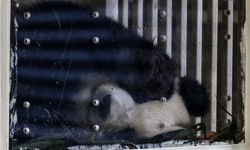 Sad farewell as Malaysia-born panda heads to China