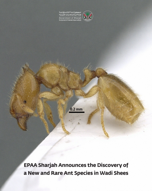 Rare Ant Species, ‘The Sharjah Ant’, Discovered in Sharjah's Wadi Shees Rare Ant Species, ‘The Sharjah Ant’, Discovered in Sharjah's Wadi Shees