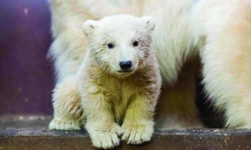 Berliners in mourning as polar bear cub Fritz dies