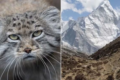 ‘Grumpy’ Pallas kittens on display at Japan zoo