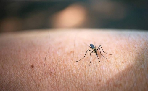 33 Deaths from Mosquito-Borne Diseases Reported in Cuba 33 Deaths from Mosquito-Borne Diseases Reported in Cuba