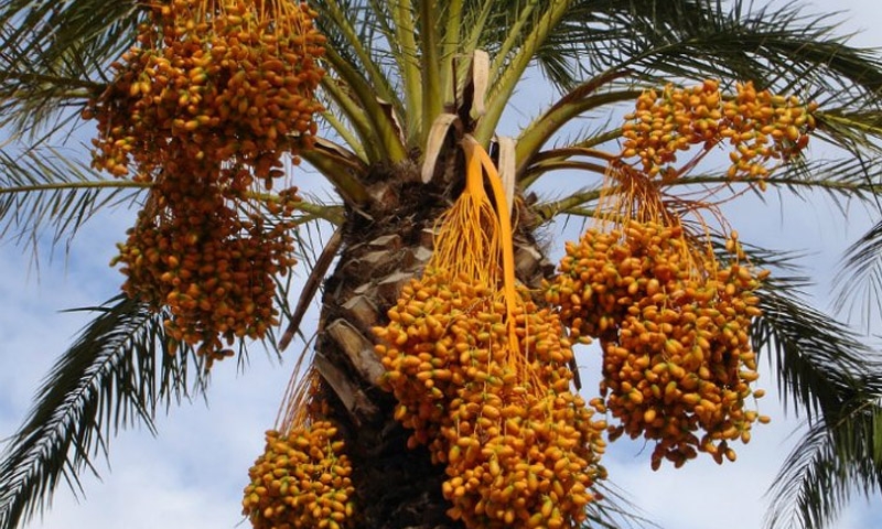 Festival to celebrate dates season Festival to celebrate dates season