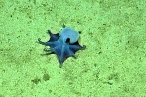 Tiny alien-like blue octopus discovered lurking off the Galapagos Islands Tiny alien-like blue octopus discovered lurking off the Galapagos Islands