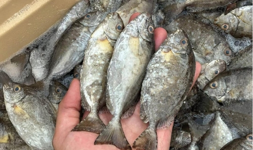 Ban Lifted on Shaari, Safi and Andaq Fishing Starting June 1
