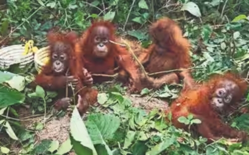 Indonesia seeks to bring back baby orangutans allegedly trafficked to India Indonesia seeks to bring back baby orangutans allegedly trafficked to India