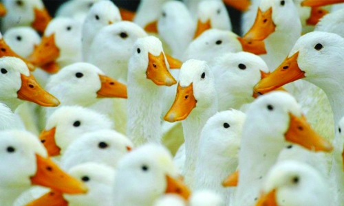 Poultry imports from Saudi banned in Bahrain