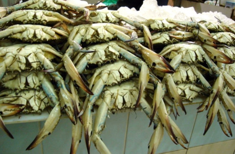 2 month ban on hunting 'crabs' to preserve marine wealth THE DAILY