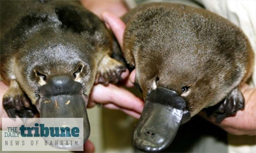 Climate change pushing Australia’s platypus towards extinction: researchers