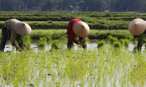 China plans cloud seeding to protect grain crop amid drought China plans cloud seeding to protect grain crop amid drought