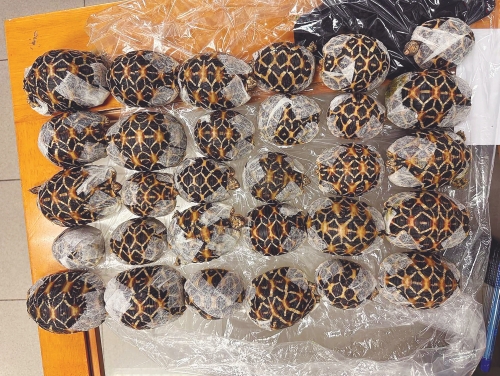 Teen with 30 tortoises under clothes nabbed at Thai airport