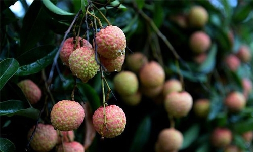 Insecticide responsible for deaths of 13 children in Bangladesh Insecticide responsible for deaths of 13 children in Bangladesh