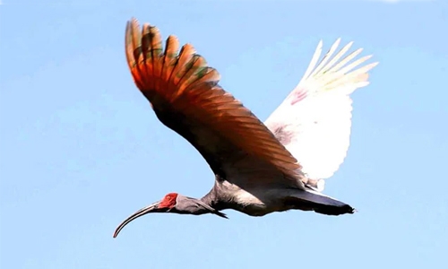 Endangered bird returned to South Korea 40 years after extinction