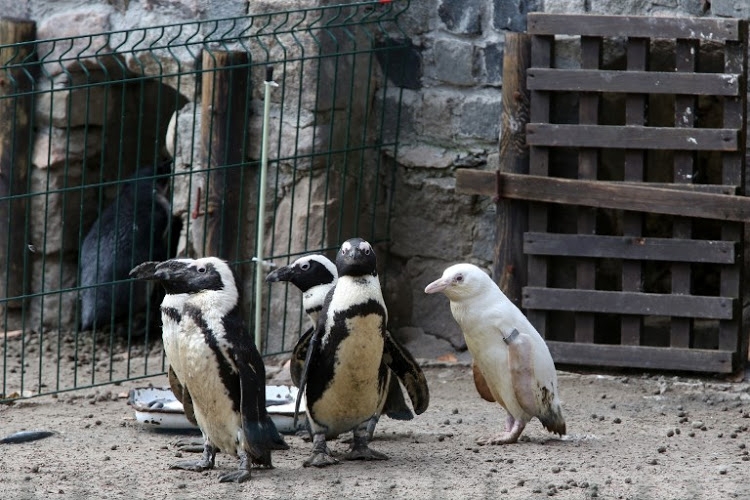Rare albino penguin makes debut at Polish zoo Rare albino penguin makes debut at Polish zoo