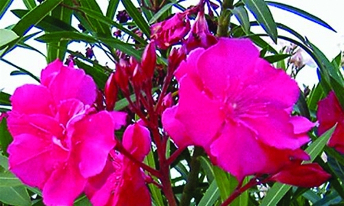 Saudi streets adorned with poisonous plants causing death Saudi streets adorned with poisonous plants causing death