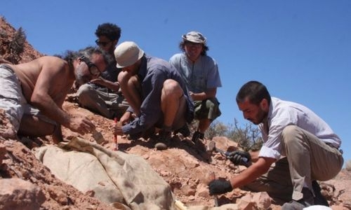 Remains of small armor-plated dinosaur unearthed in Argentina